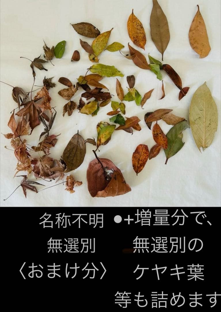 ケヤキ葉、柿の葉等、数種の葉他ご注文セット＊コエポン様ご依頼品＊