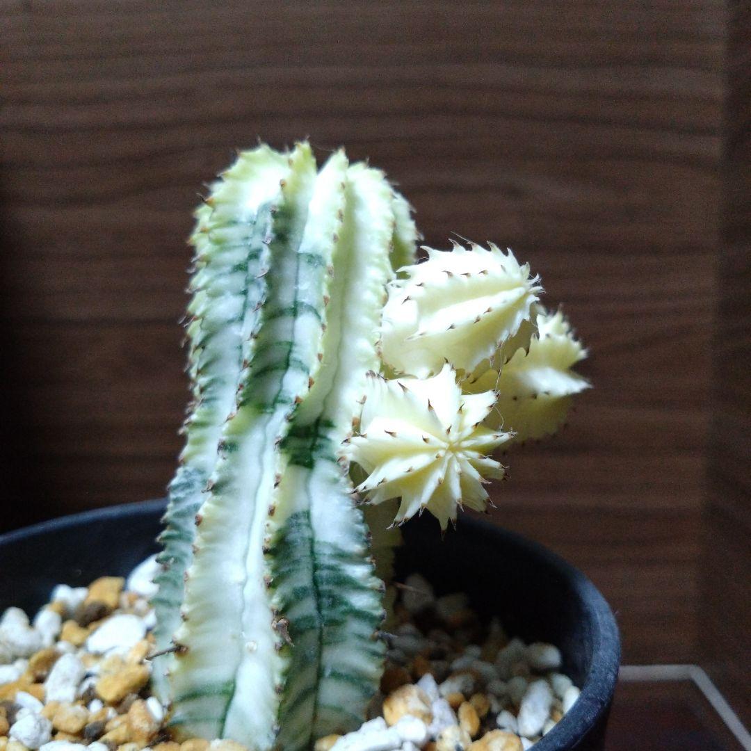ユーフォルビア・ホリダ錦