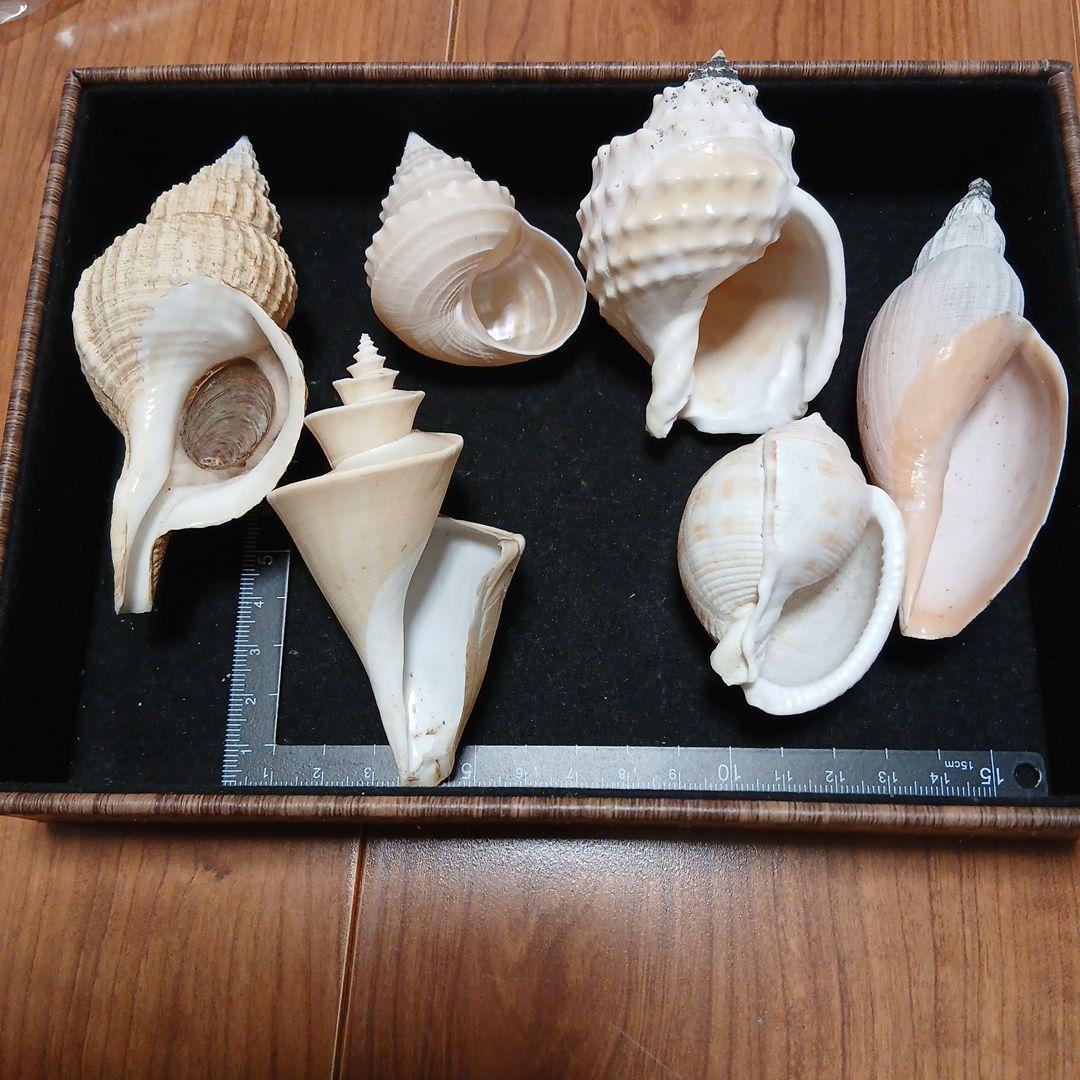 貝殻まとめ売り⑯