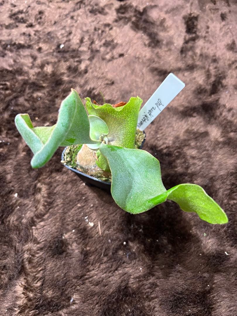 ビカクシダ P.wannasigi sporeling