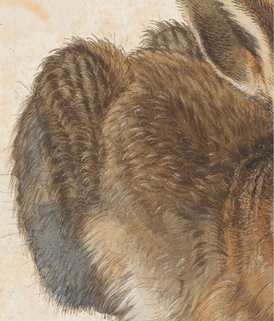 アルブレヒト・デューラー　水彩画　「うさぎ」　複製画