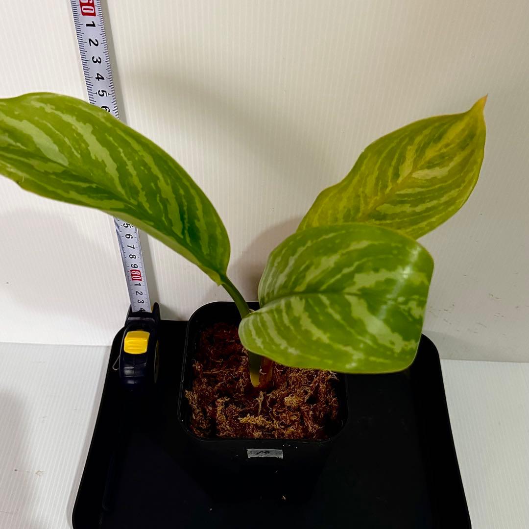 アグラオネマ ニティドゥム カーティシー 観葉植物 LEON レオン 10