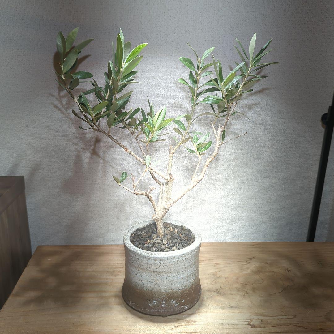 ☆OLIVE☆　オリーブ　シプレッシーノ　4.5号　信楽焼き鉢植え込み