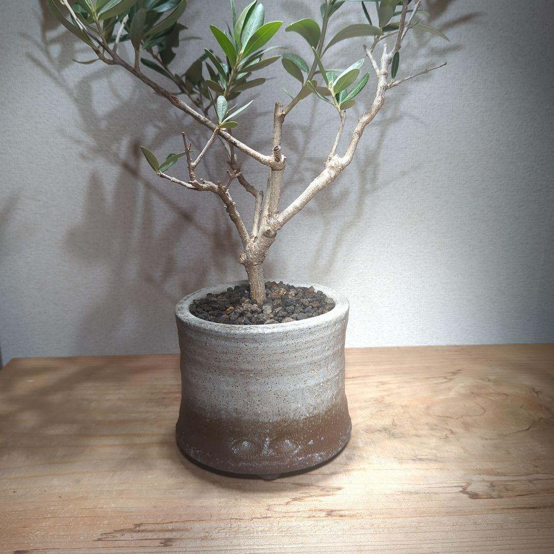 ☆OLIVE☆　オリーブ　シプレッシーノ　4.5号　信楽焼き鉢植え込み