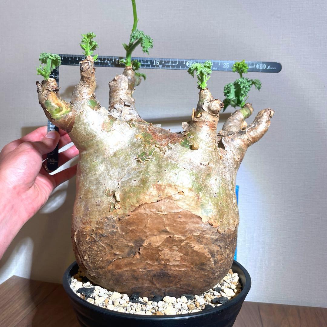 怪物　30cm↑ キフォステンマ ver.グラキリス　マクロプス 現地球　発根済