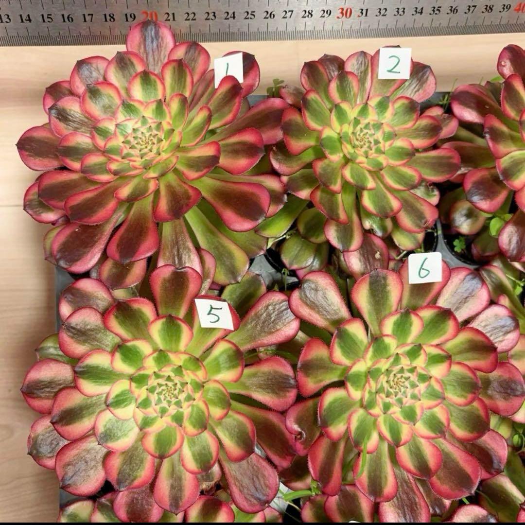 多肉植物アエオニウム錦❤️ ガーネット黄斑錦 ❤️1大頭12-13cm拔き苗