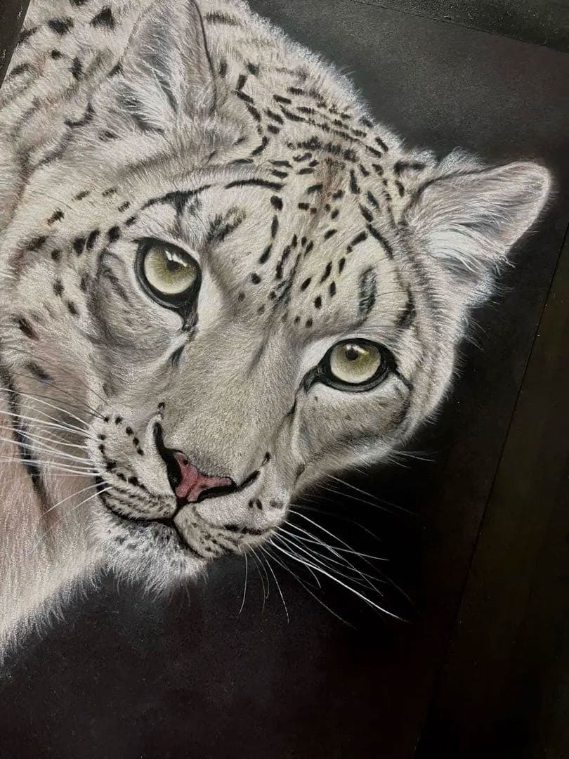 【こうちゃん】ユキヒョウ　絵画