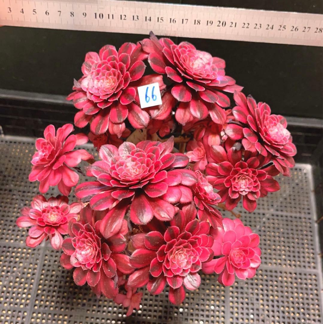 66#多肉植物アエオニウム錦❤️かぐや❤️15頭24cm鉢土付き出荷訳あり
