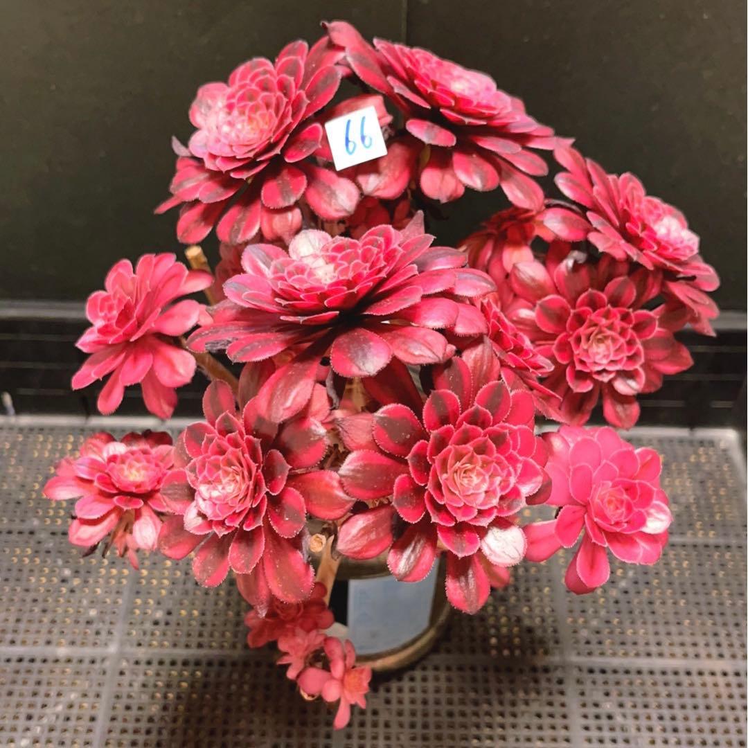 66#多肉植物アエオニウム錦❤️かぐや❤️15頭24cm鉢土付き出荷訳あり