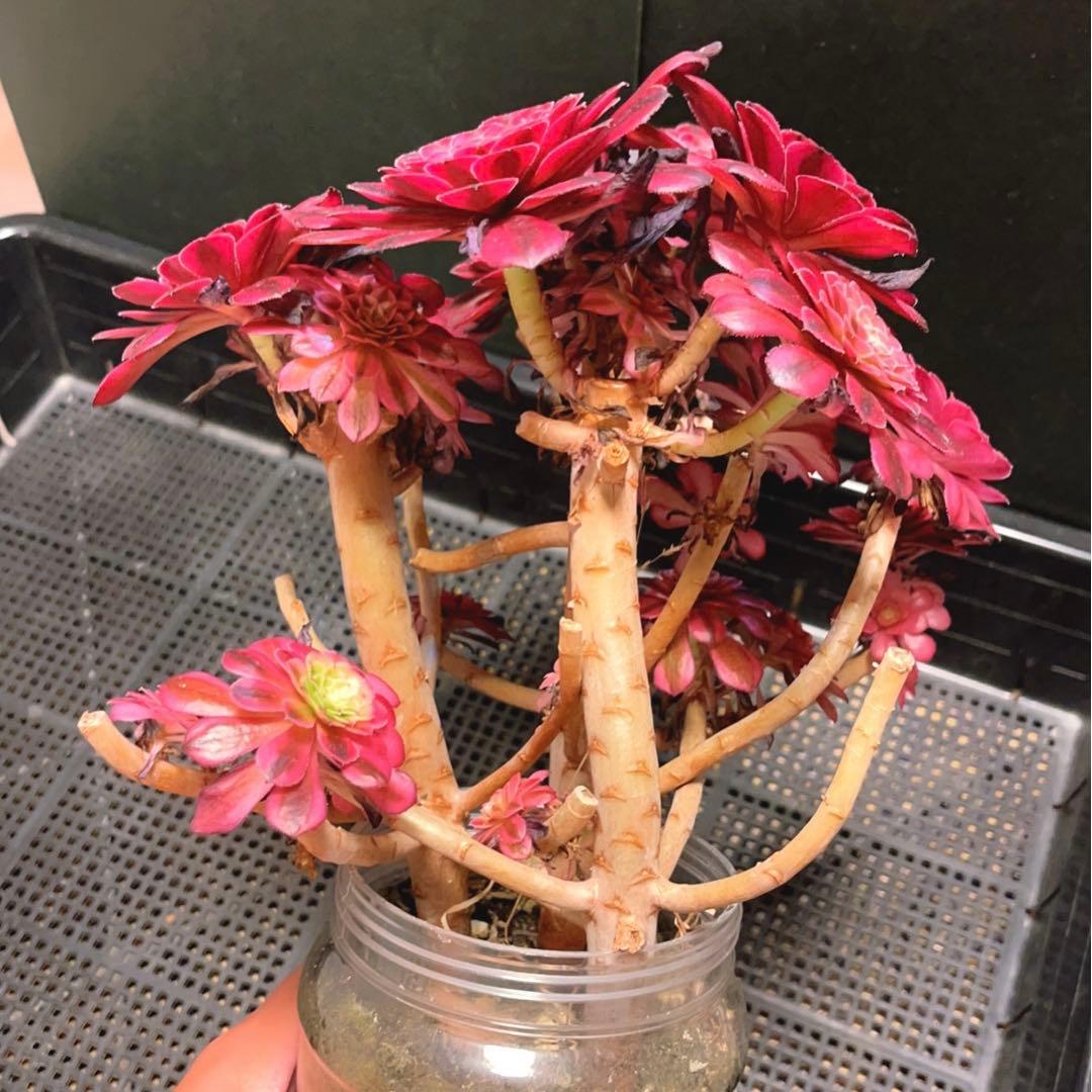 66#多肉植物アエオニウム錦❤️かぐや❤️15頭24cm鉢土付き出荷訳あり
