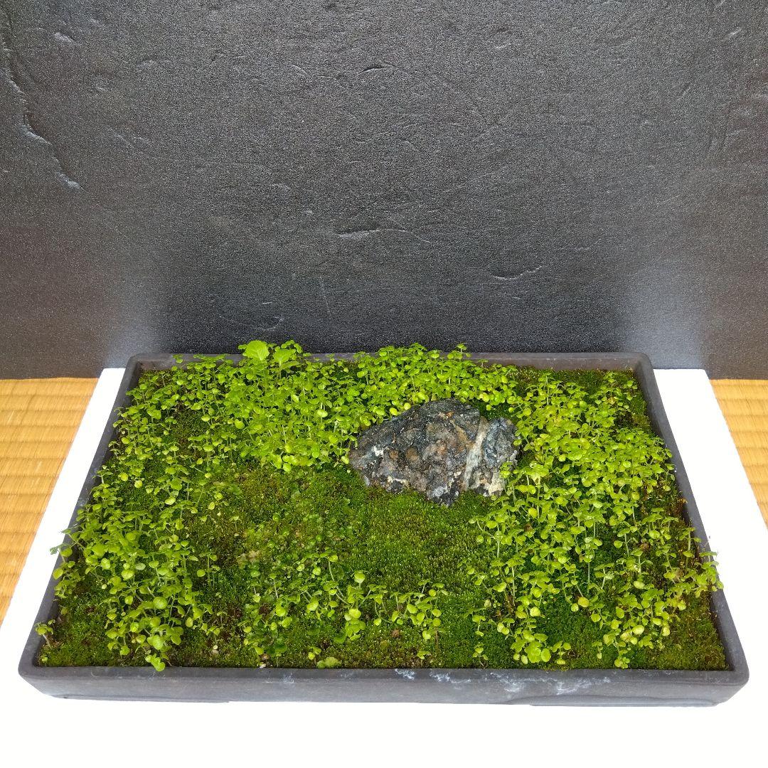水石と苔
