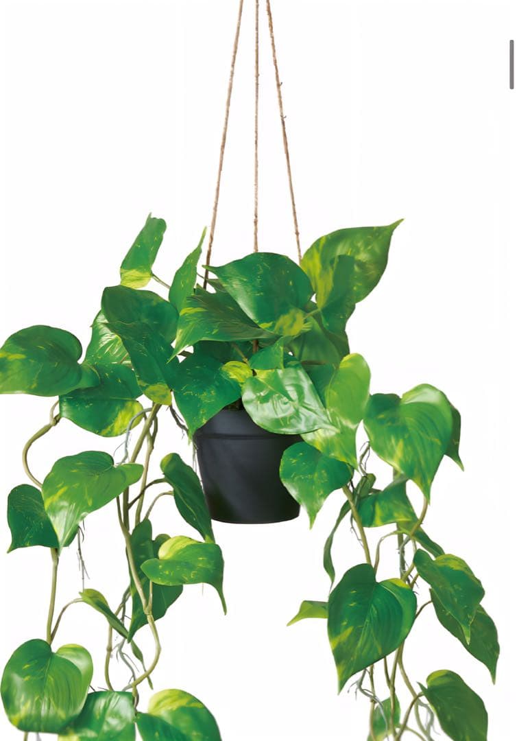 光触媒　人工観葉植物　ウォールグリーン　フェイクグリーン　ポトスハンギング