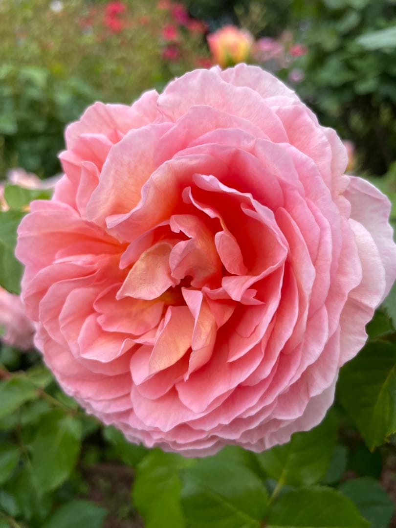 セール！超強健！香り高い大輪！ゴージャスな花　イングリッシュローズ　一年生バラ苗