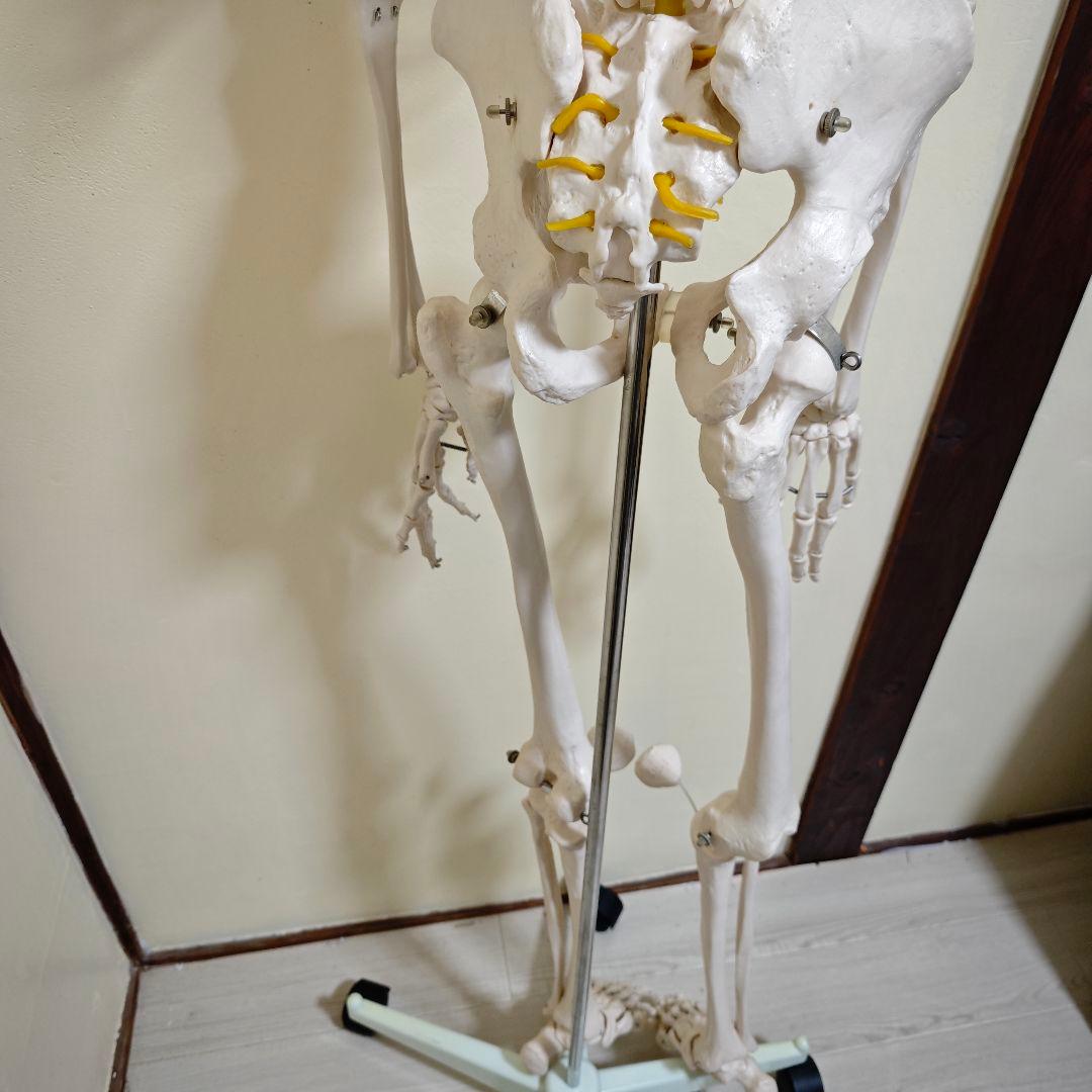 【美品】骨格標本・人体模型・台座付き等身大 可動関節 170cm