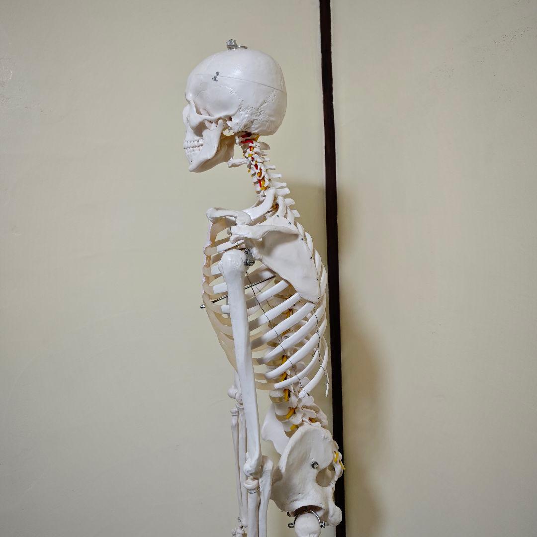 【美品】骨格標本・人体模型・台座付き等身大 可動関節 170cm
