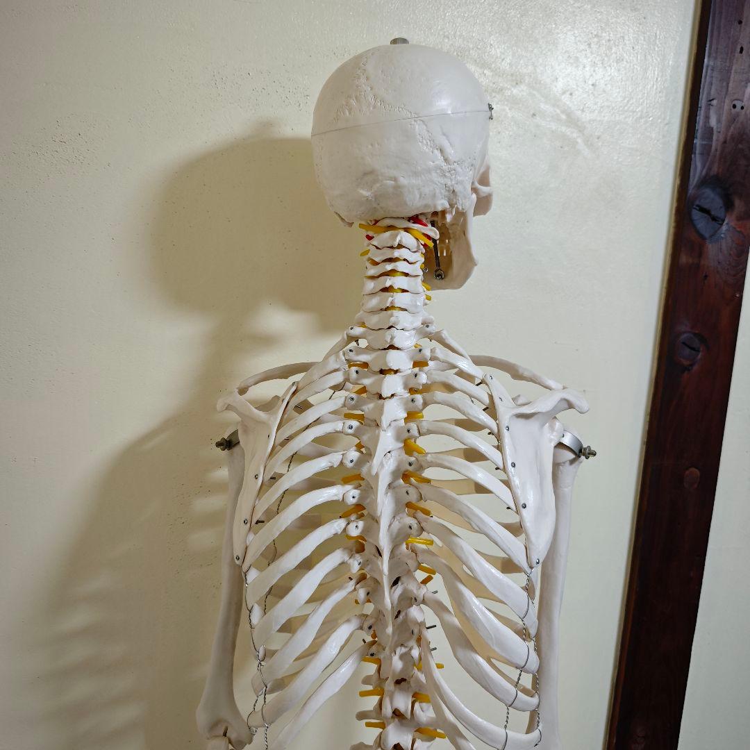 【美品】骨格標本・人体模型・台座付き等身大 可動関節 170cm