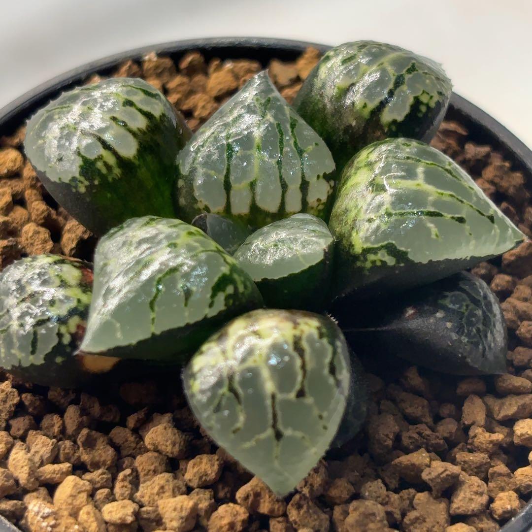 唐草紋寿