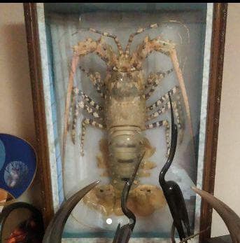 剥製