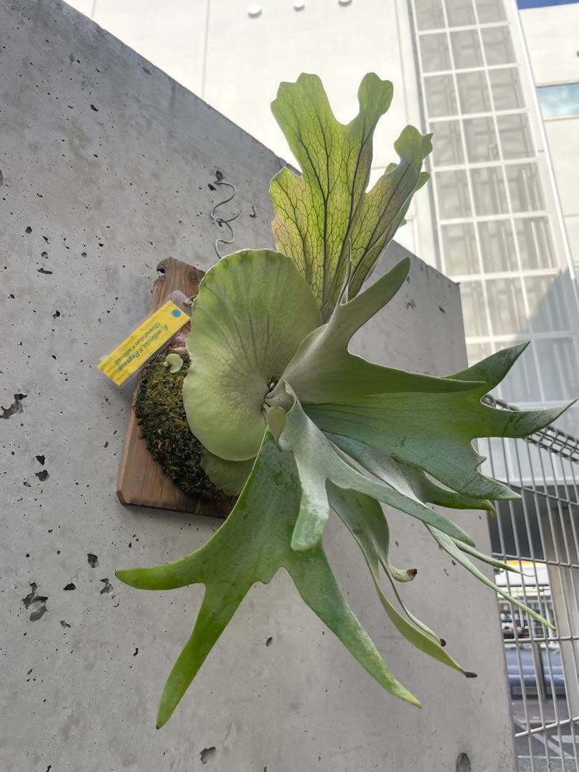 P. Pegasus × P. Willinckii