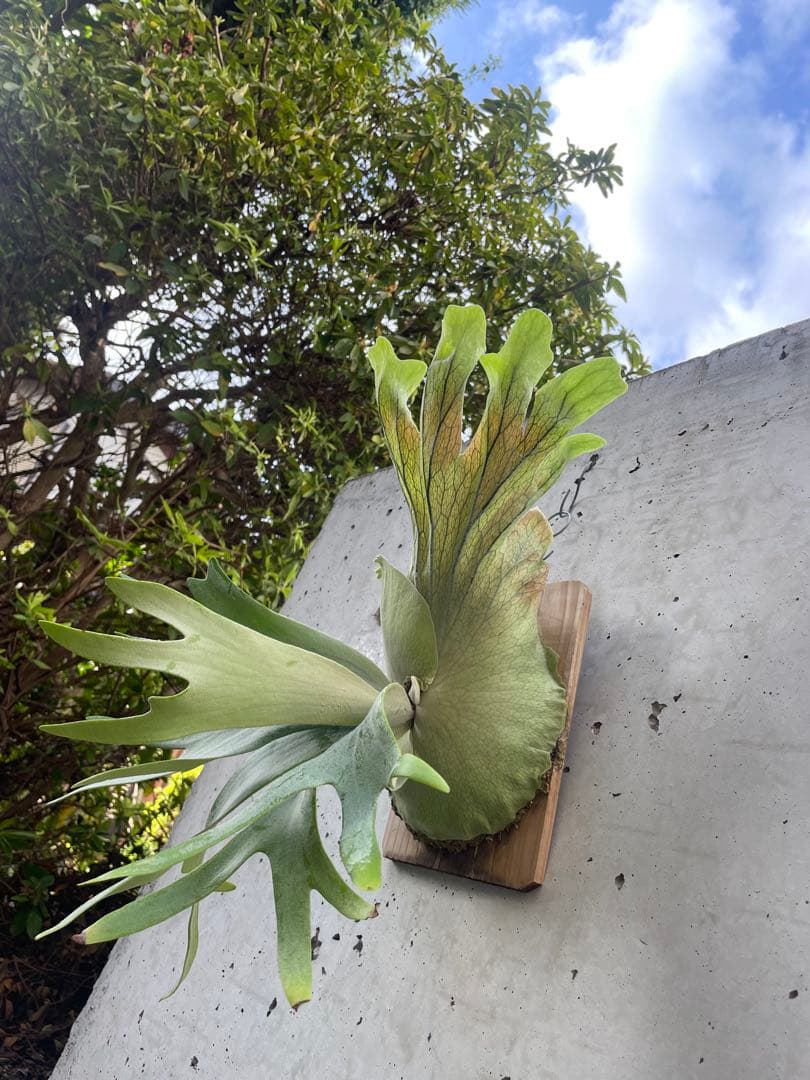P. Pegasus × P. Willinckii