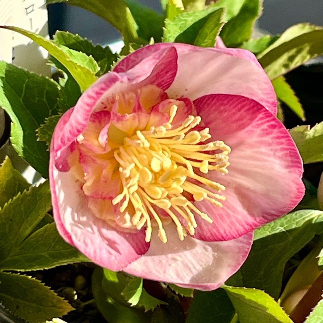 b*o様 3479☘️ラスト2☘️蕾花、タグ付き☘️⭐️SD⭐️小輪⭐️苺レモン