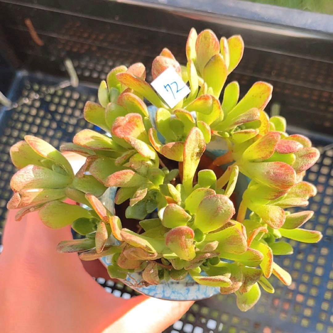 72 #多肉植物❤️アエオニウム❤️ リトルフォックス❤️19頭9cm拔き苗