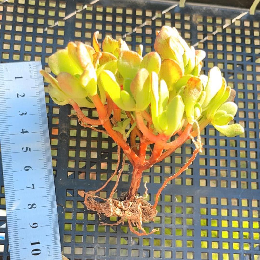72 #多肉植物❤️アエオニウム❤️ リトルフォックス❤️19頭9cm拔き苗