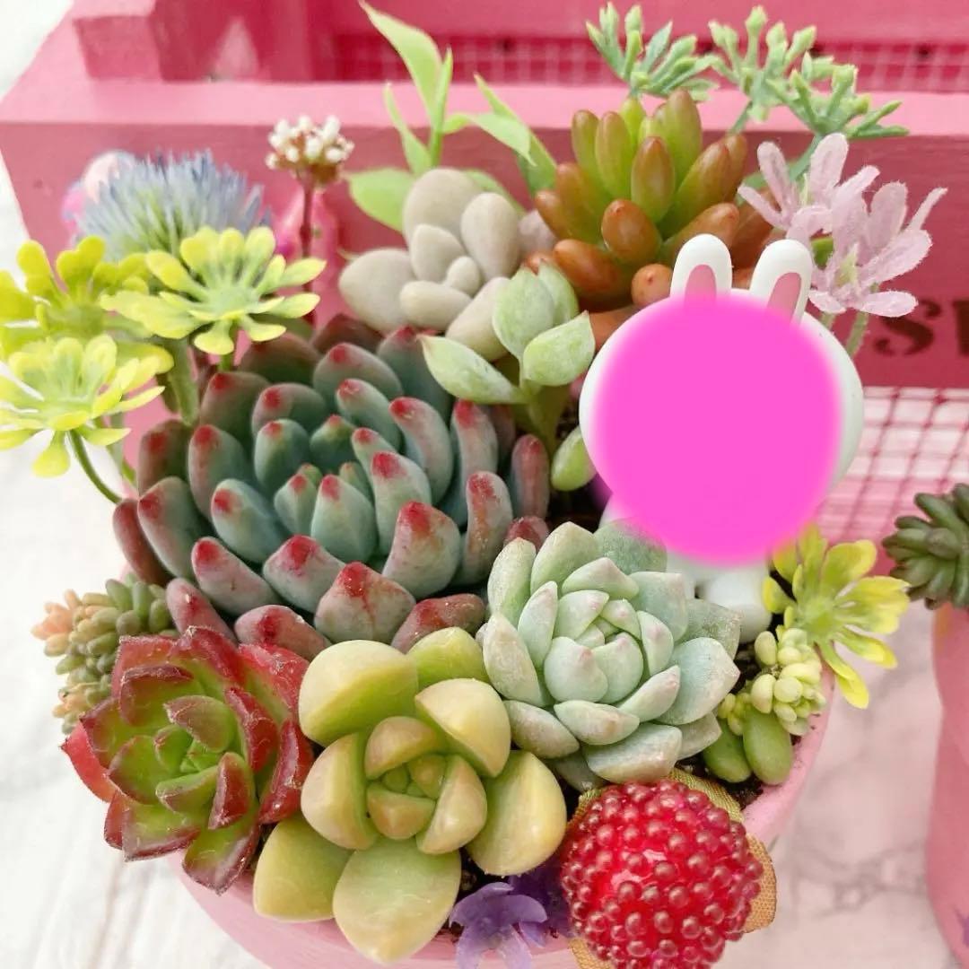多肉植物　寄せ植え（夢かわいいver.）
