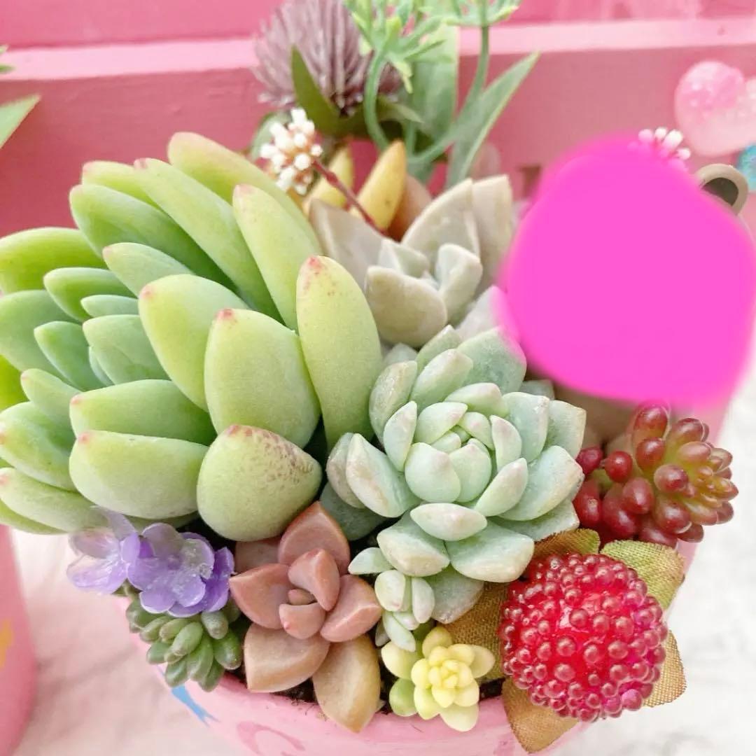 多肉植物　寄せ植え（夢かわいいver.）