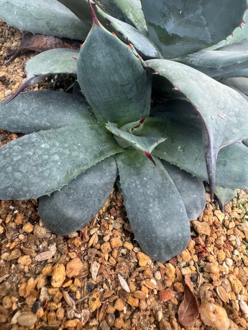 アガベ Agave parryi 'Border Guard' 256