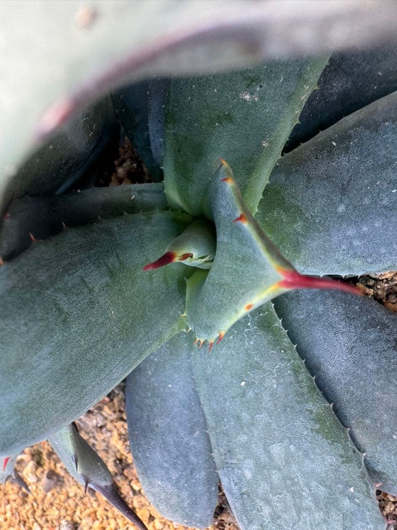 アガベ Agave parryi 'Border Guard' 256