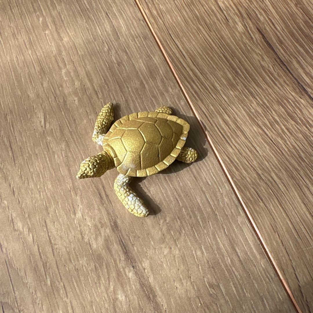 発掘！海洋生物 シークレット