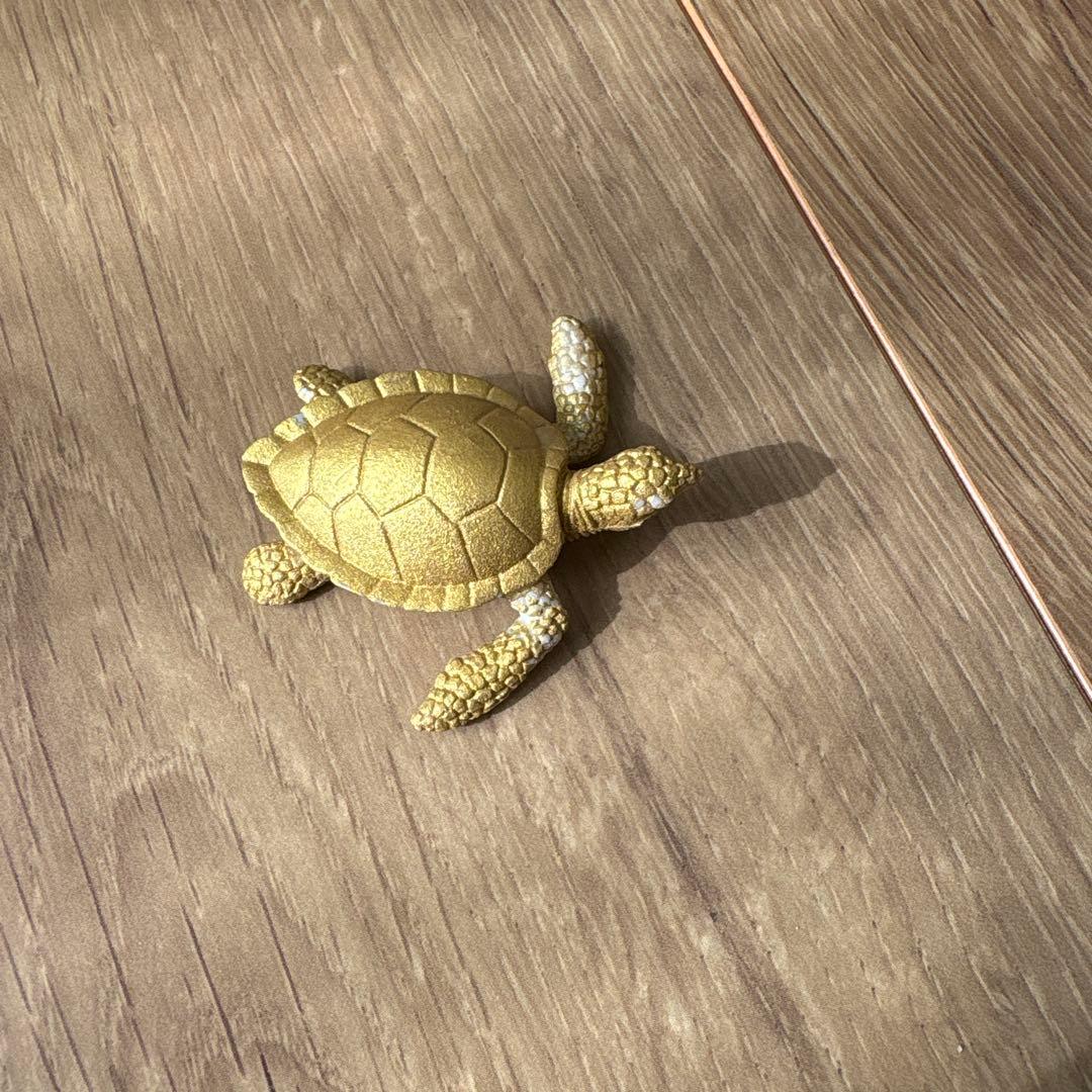 発掘！海洋生物 シークレット