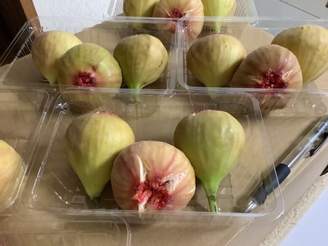 日本イチジク【蓬莱柿】穂木：100本(現品)