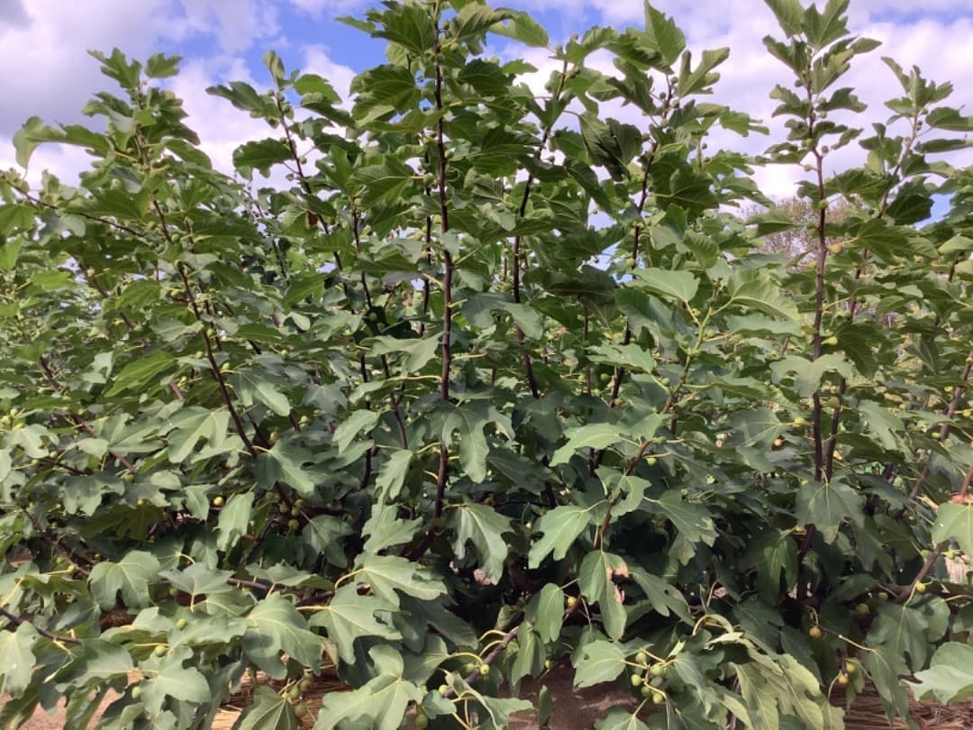 日本イチジク【蓬莱柿】穂木：100本(現品)