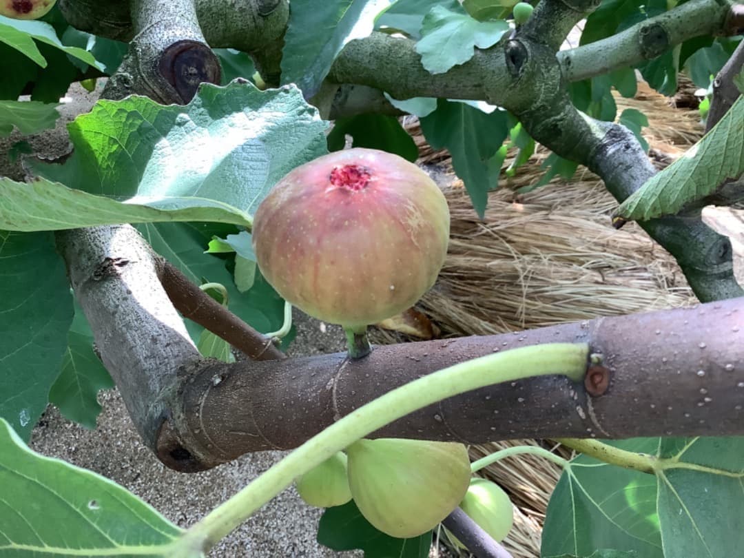 日本イチジク【蓬莱柿】穂木：100本(現品)