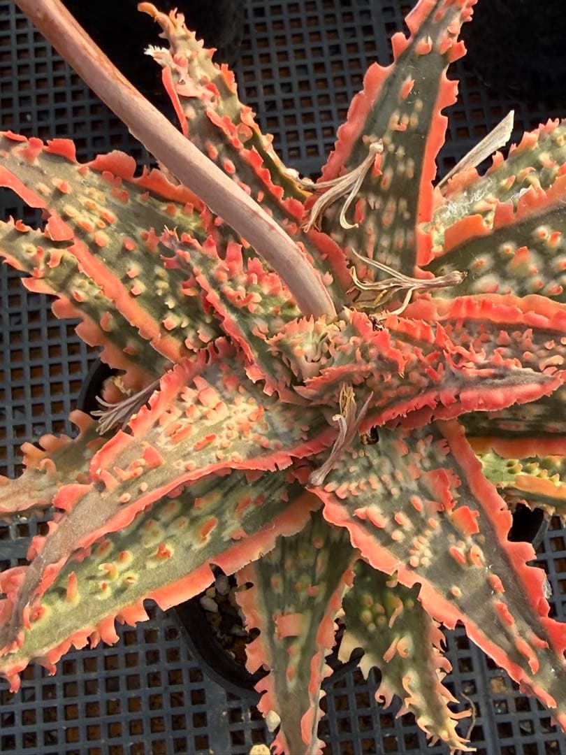 アロエ　ハイブリッド　Aloe hybrid 第四種　Ju1