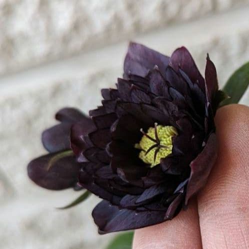 クリスマスローズ　小輪　多弁　ブラック　スリット　苗　鉢　バラ　薔薇