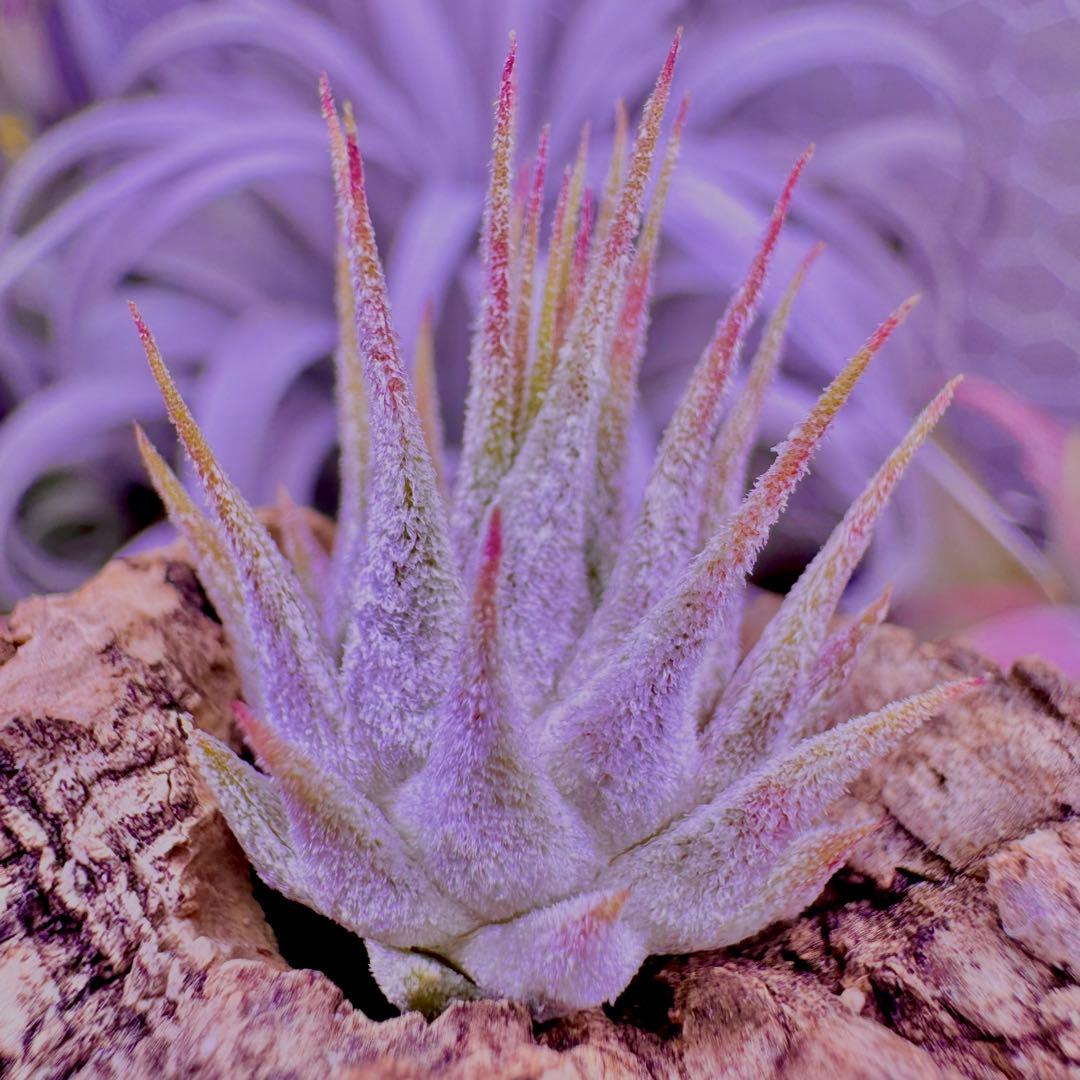 m*o様 Tillandsia ionantha Guatemala sp
