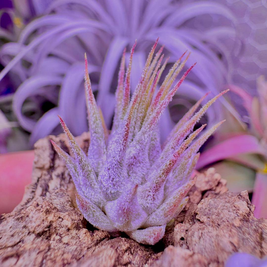 m*o様 Tillandsia ionantha Guatemala sp