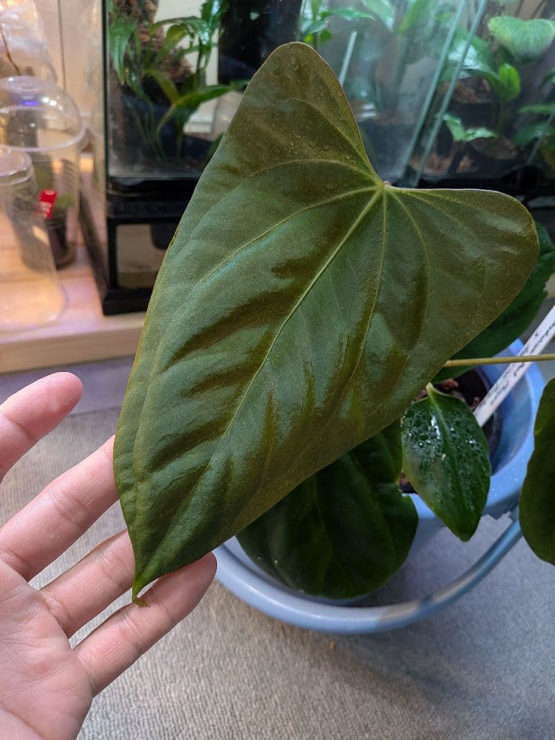 その他観葉植物 Anthurium Rangda