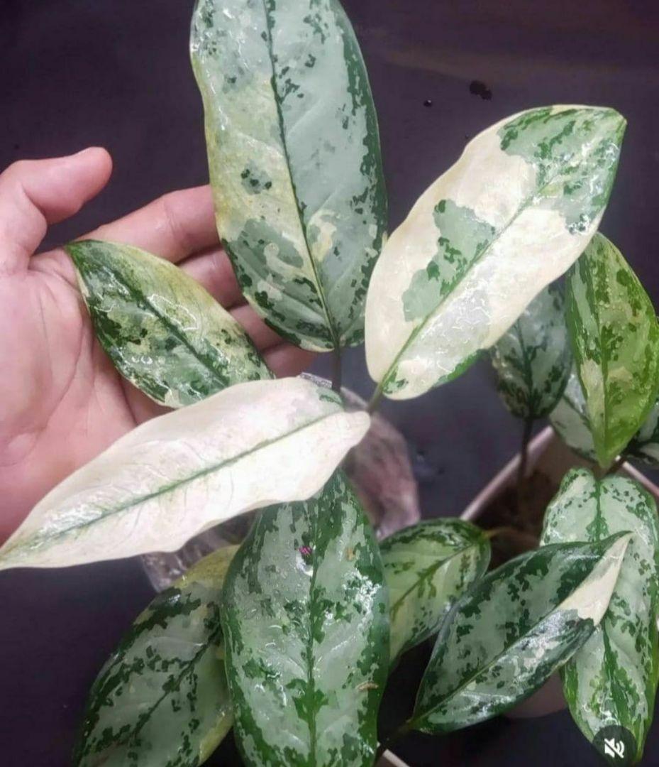 【Weed】Aglaonema commutatum variegated