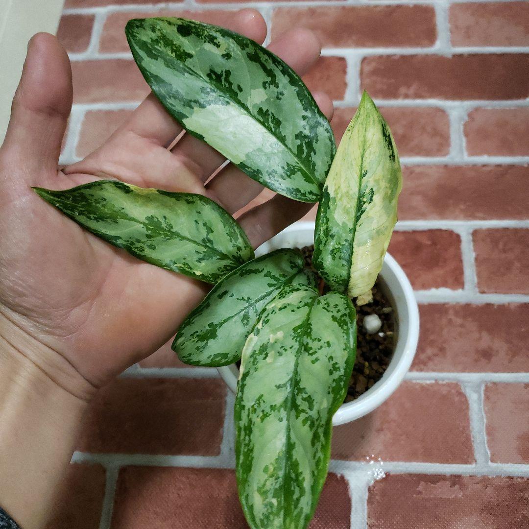 【Weed】Aglaonema commutatum variegated