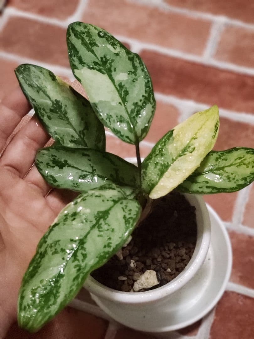 【Weed】Aglaonema commutatum variegated