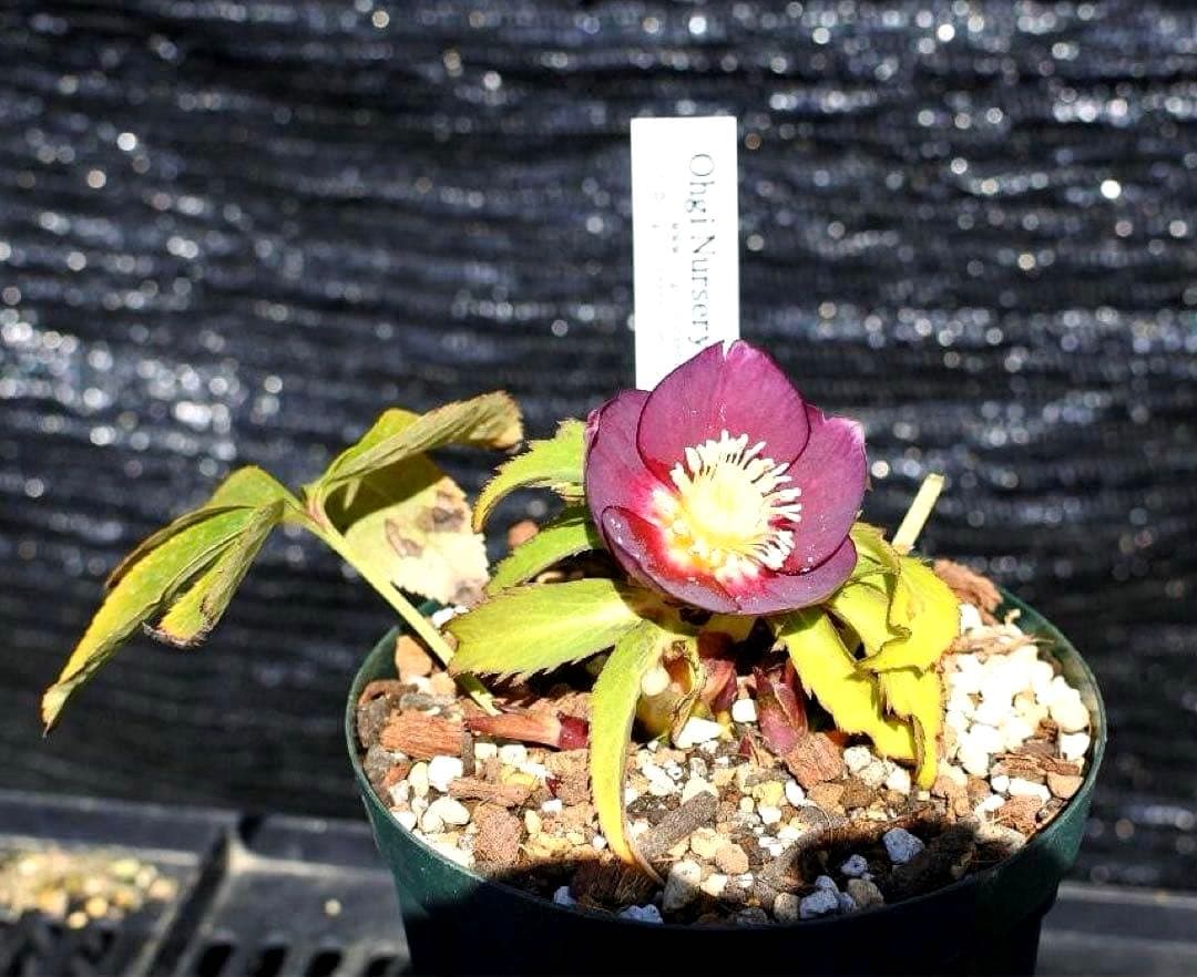 あ*号様 3612☘️蕾花付き☘️極上発色☘️超美人⭐️蜃気楼交配⭐️小輪⭐️芳