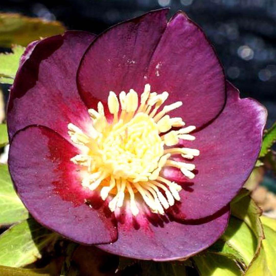 あ*号様 3612☘️蕾花付き☘️極上発色☘️超美人⭐️蜃気楼交配⭐️小輪⭐️芳