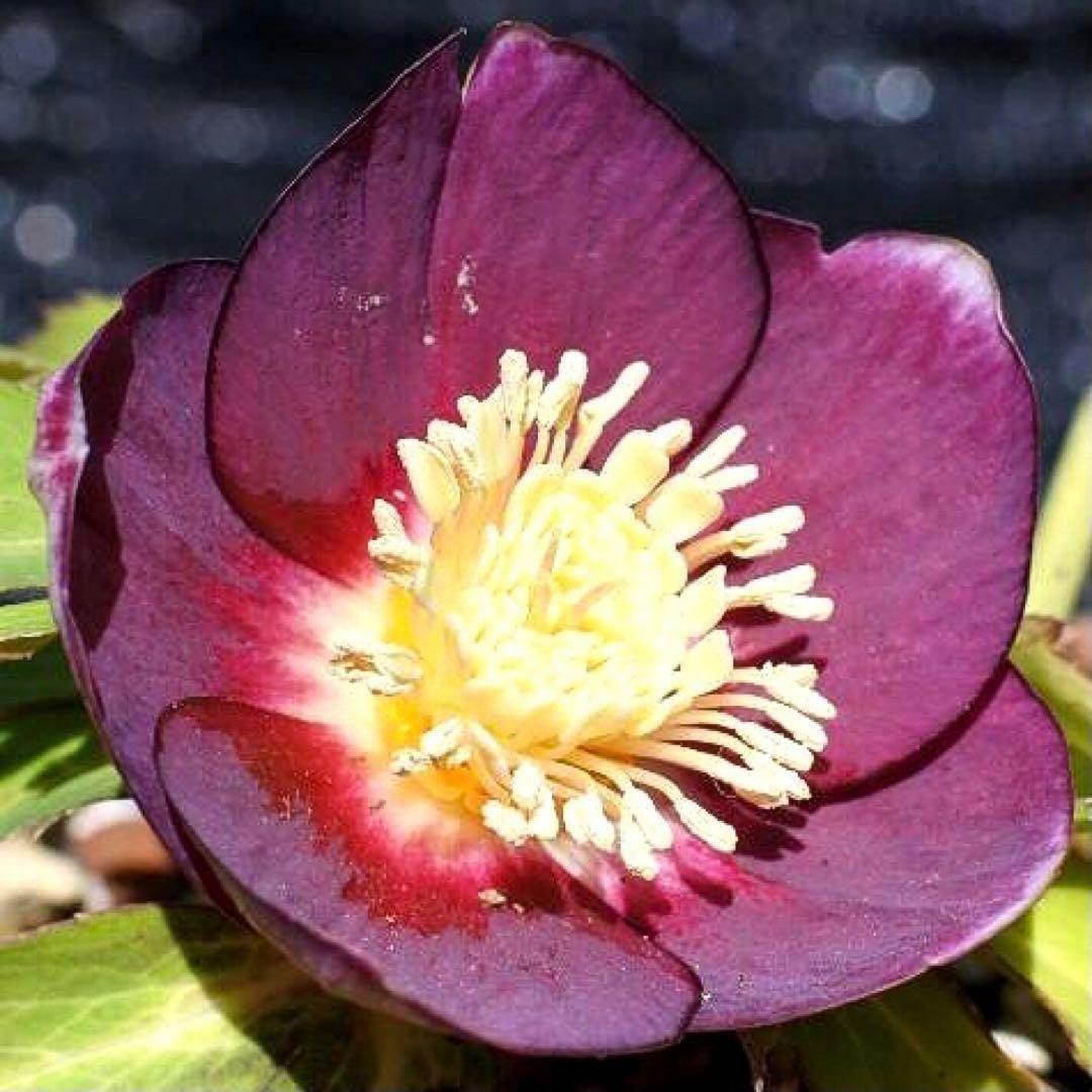 あ*号様 3612☘️蕾花付き☘️極上発色☘️超美人⭐️蜃気楼交配⭐️小輪⭐️芳