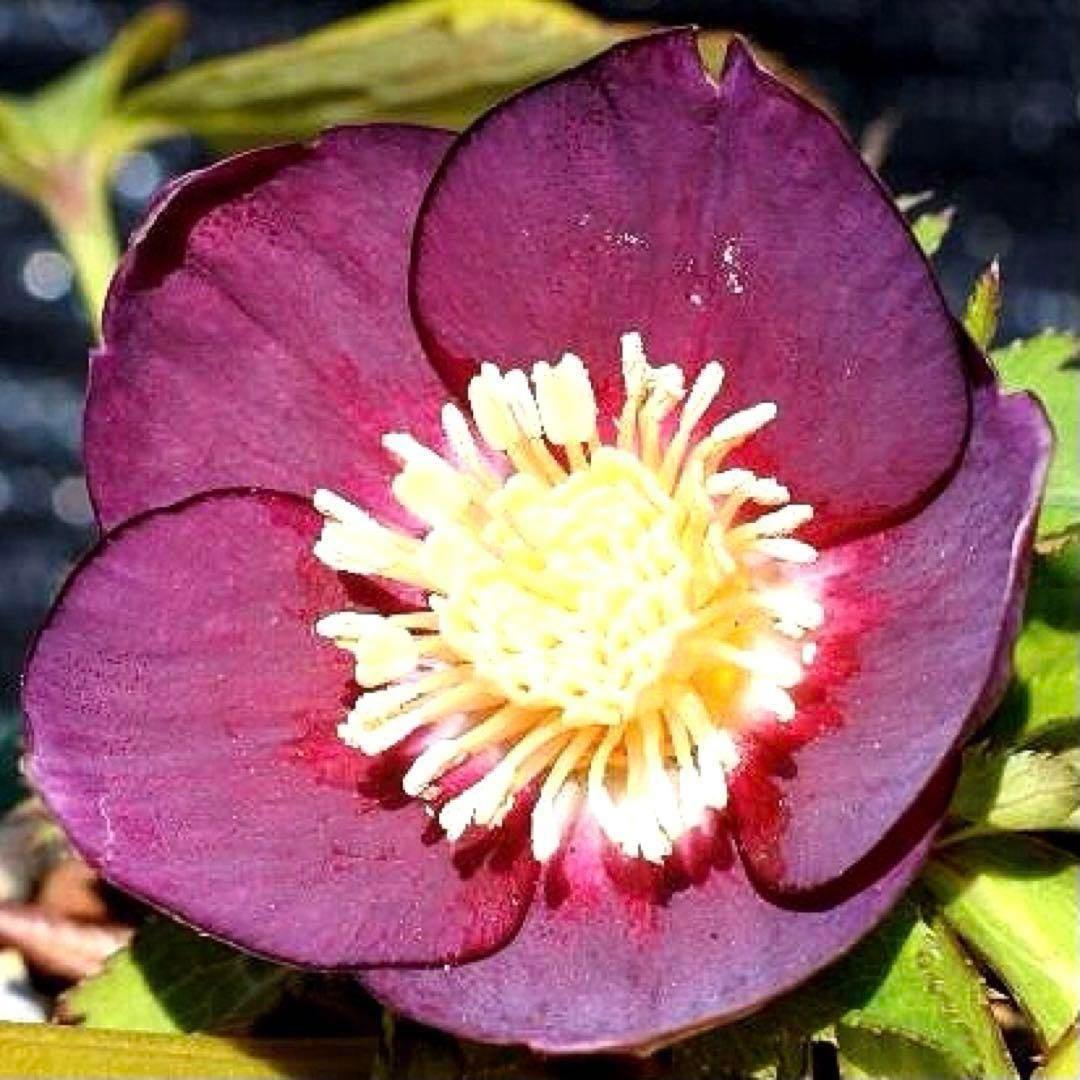 あ*号様 3612☘️蕾花付き☘️極上発色☘️超美人⭐️蜃気楼交配⭐️小輪⭐️芳