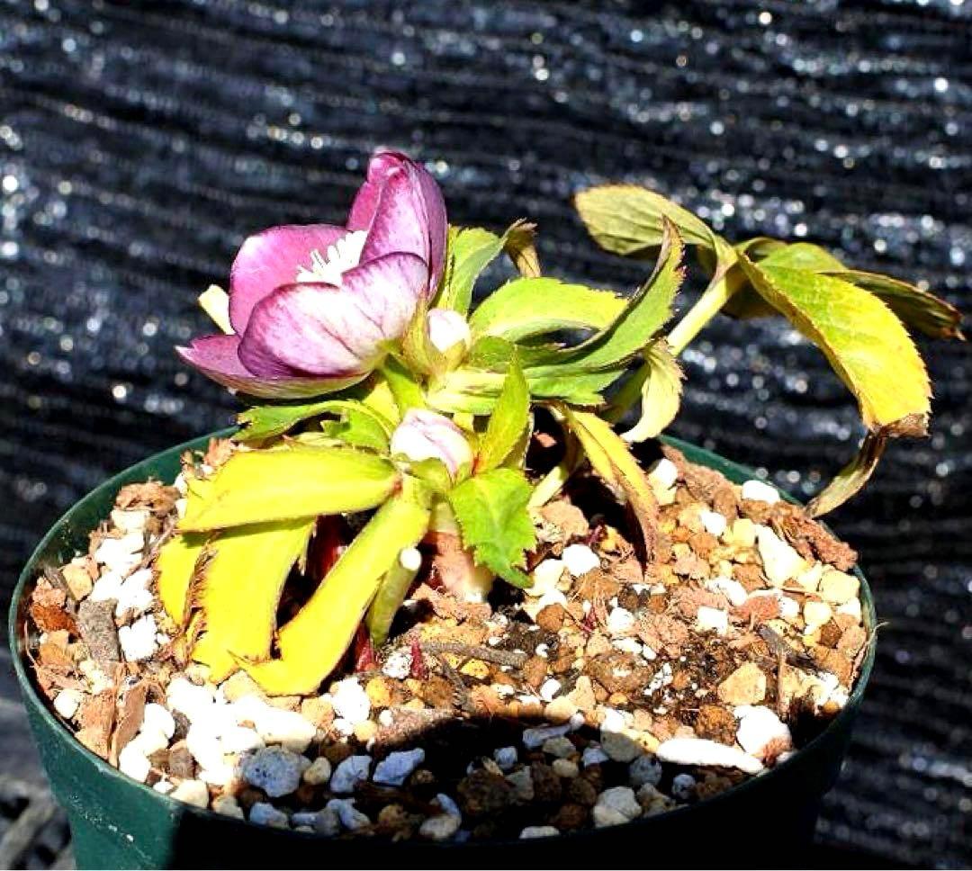あ*号様 3612☘️蕾花付き☘️極上発色☘️超美人⭐️蜃気楼交配⭐️小輪⭐️芳