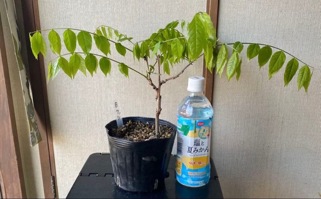 フジ苗B